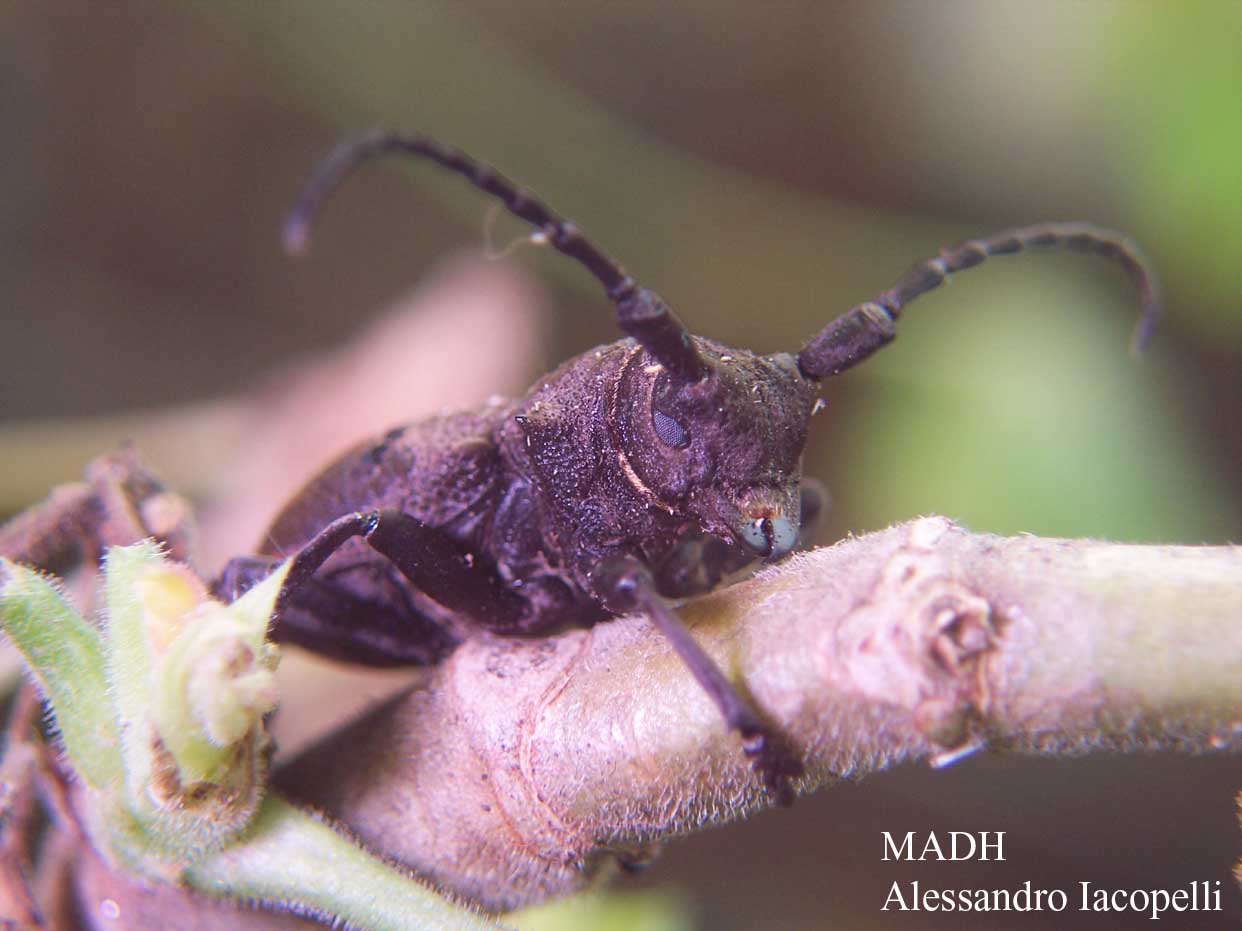  gi tempo di Cerambicidi.....Niphona picticornis